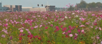 banner bloemen
